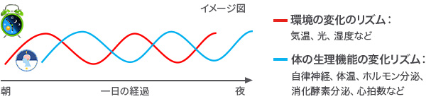 環境の変化のリズムと体の生理機能の変化リズムを表すイメージ図