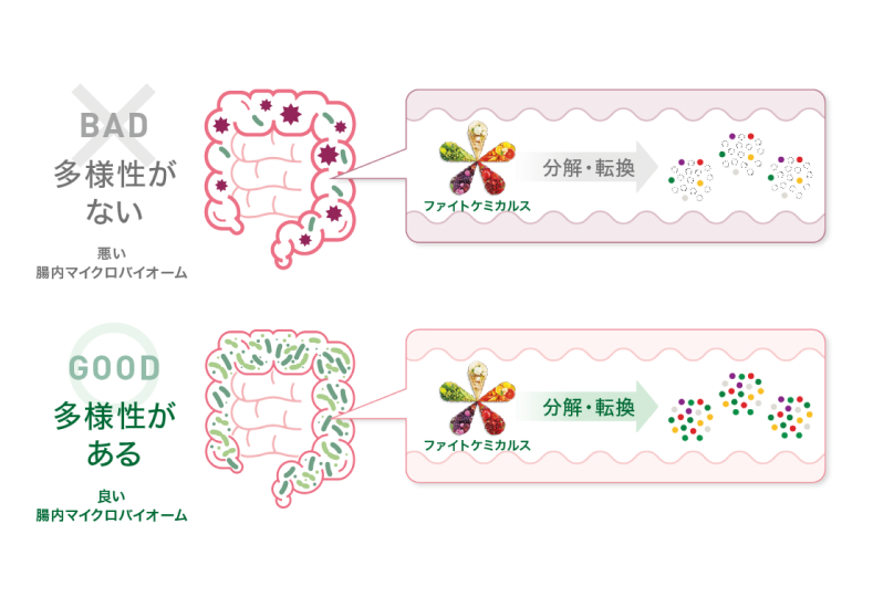 重要なのは腸内マイクロバイオームの多様性