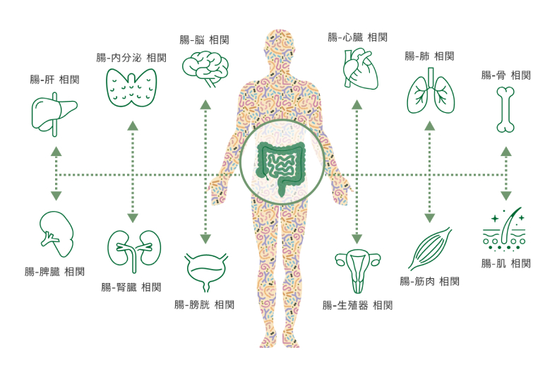 腸と身体のつながり