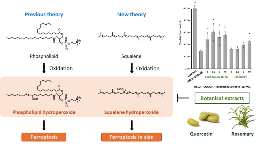 皮脂スクアレンの酸化物による皮膚細胞のフェロトーシス誘導：植物抽出物の抑制効果